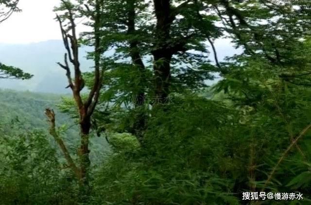 拯救卡通獾